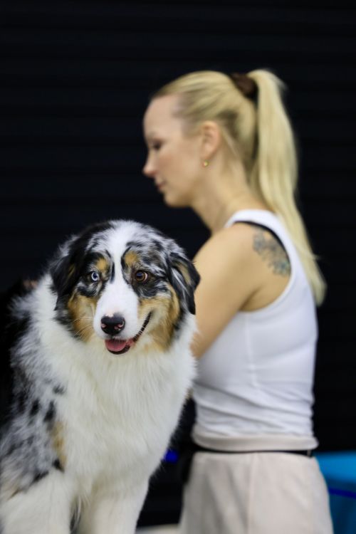 Free Australian Shepherd and woman at a dog show, focus on the dog with a blurred background. Stock Photo