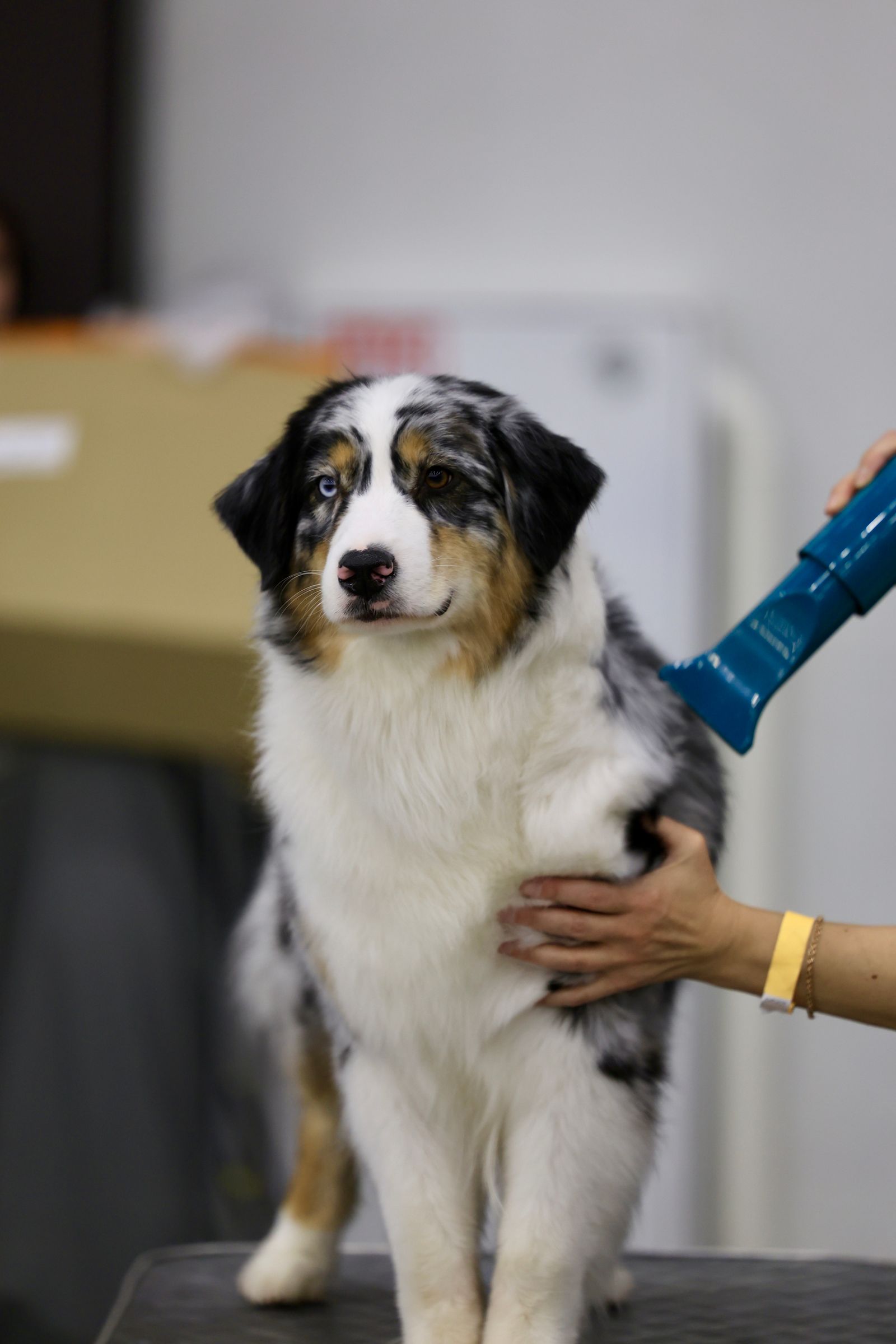 Freshly groomed Australian Shepherd receiving finishing care in a professional salon