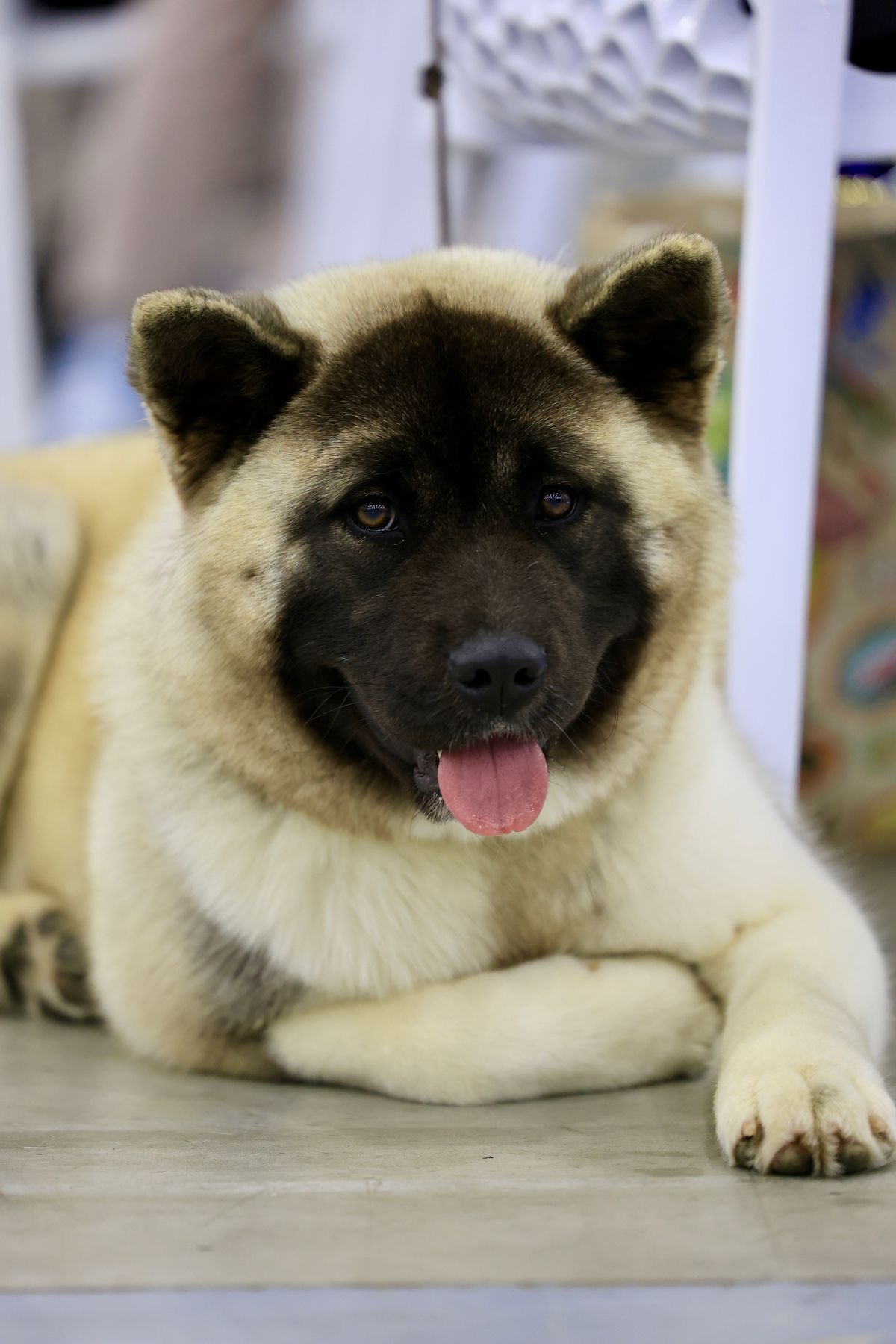 Akita Inu adulto, retrato de cerca con expresión noble y serena característica de la raza