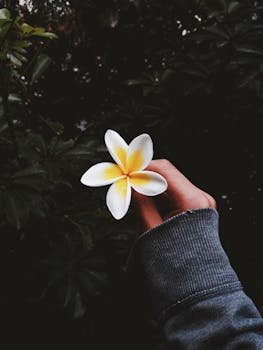 在户外郁郁葱葱的环境中，用手握住一朵鸡蛋花