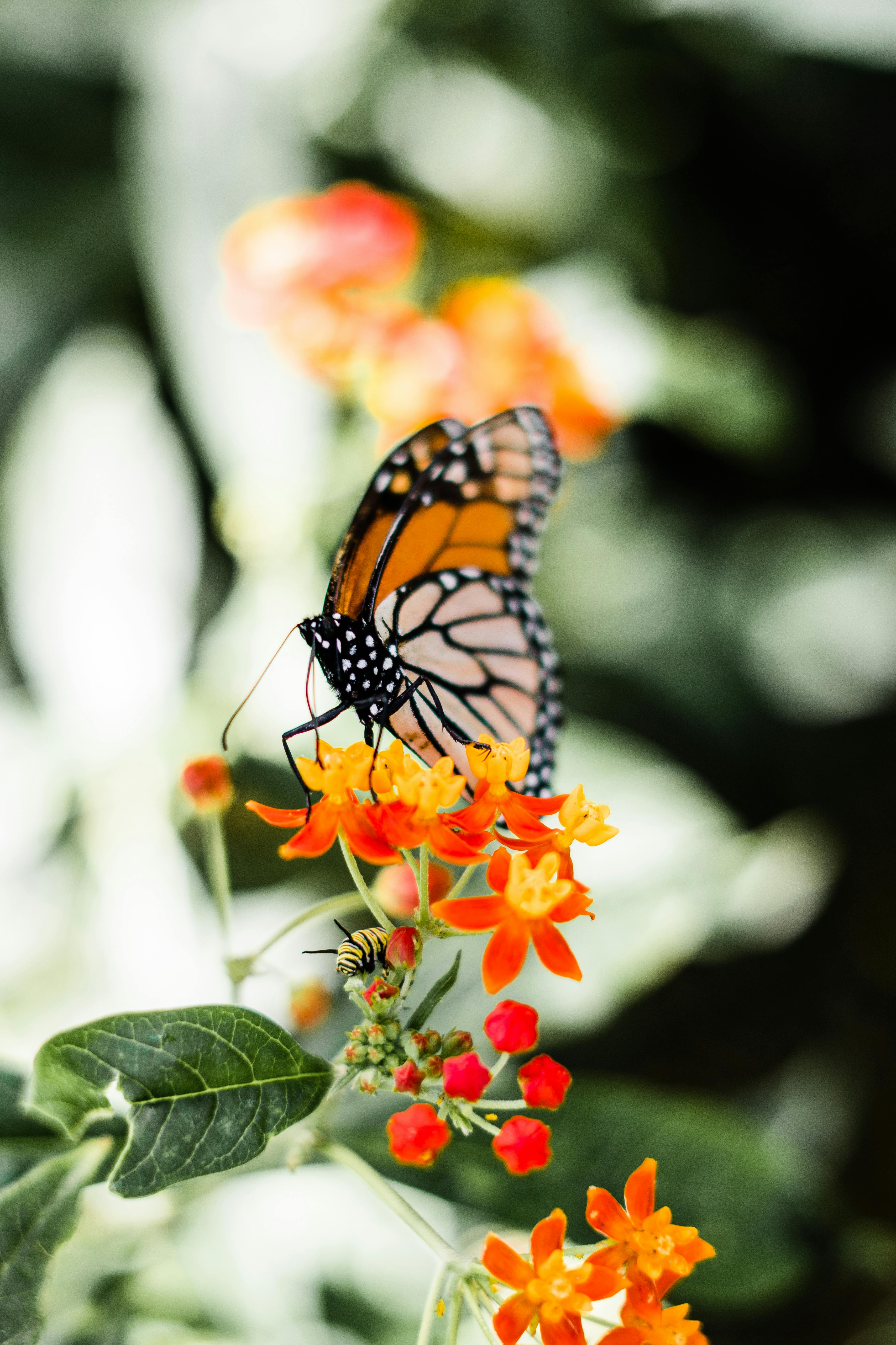 2 000 Best Butterfly Photos 100 Free Download Pexels Stock Photos