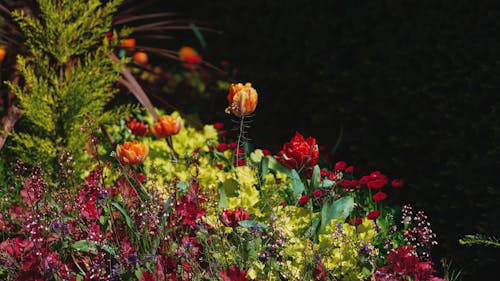 Безкоштовне стокове фото на тему «весняні квіти, зростання, квітка»