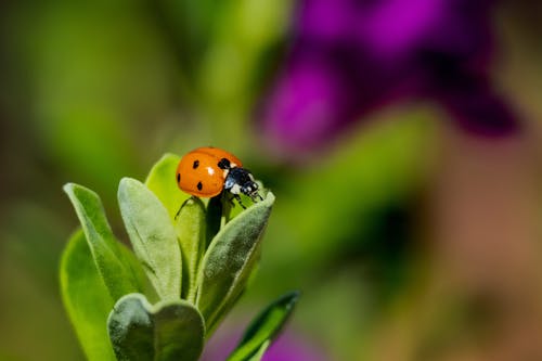 Δωρεάν στοκ φωτογραφιών με beetle, macro, ανάπτυξη