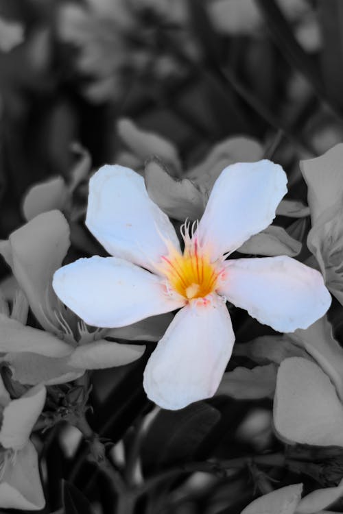 Δωρεάν στοκ φωτογραφιών με nelium oleander, λουλούδι, όμορφο λουλούδι