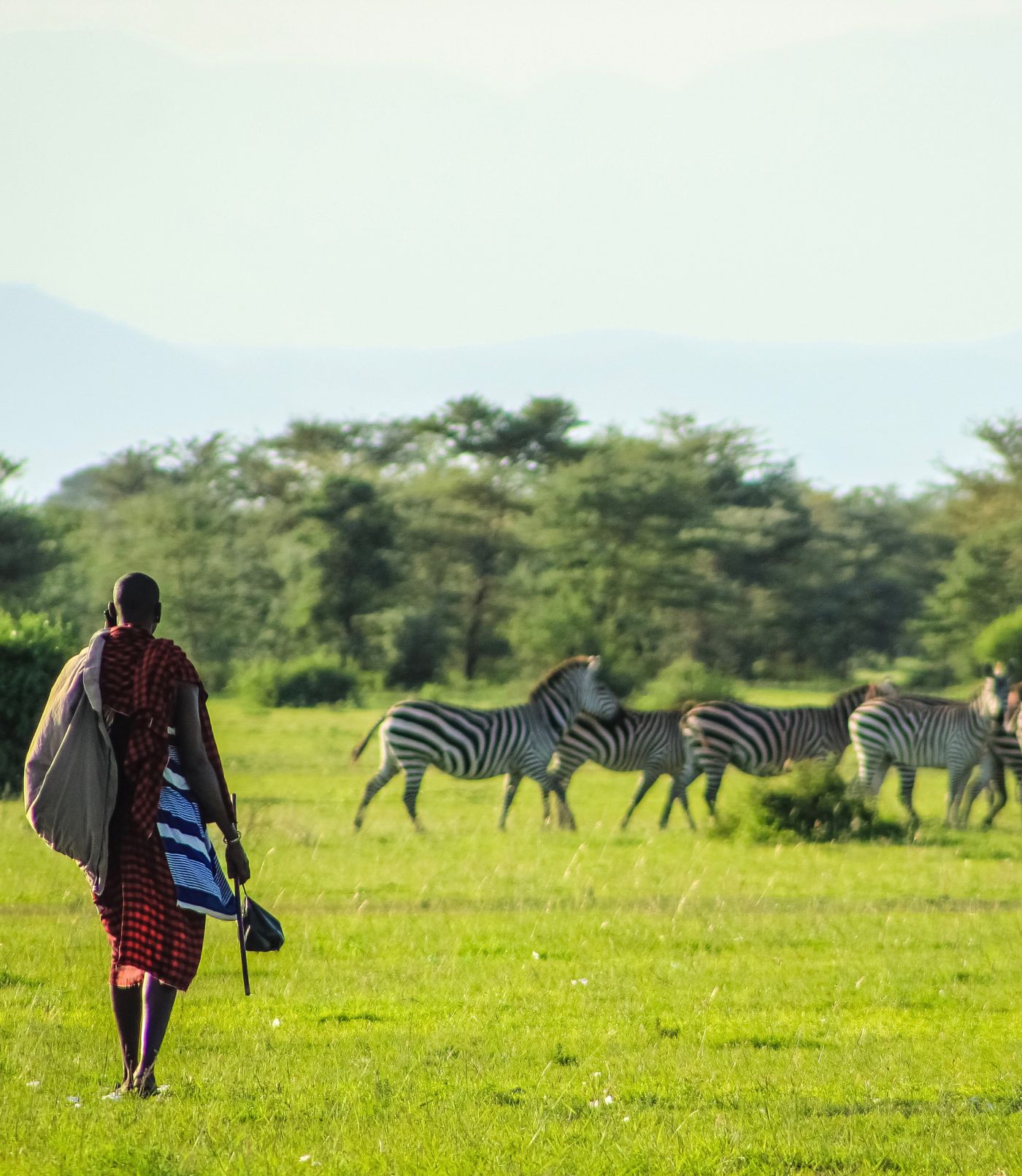 A Maasai walker on the green savanna in Kenya, watching a group of zebras