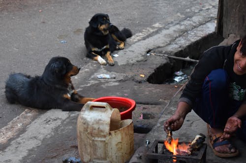 Free stock photo of dogs, food, incredibleindia