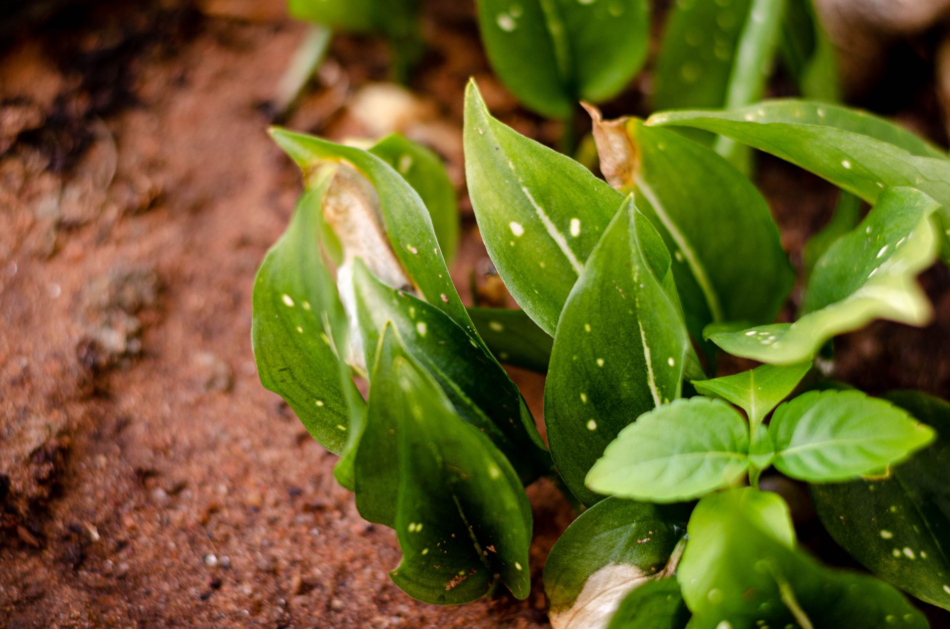 Detailed close-up of vibrant green leaves in a natural soil setting in Natal, Brazil.