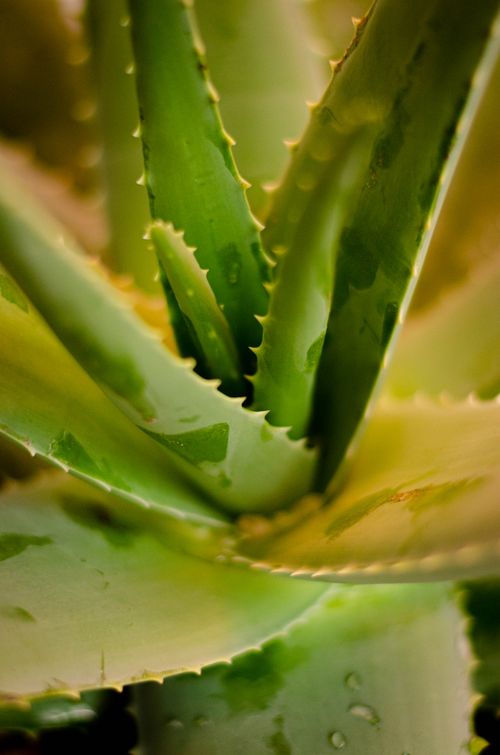 Free Detailed view of an Aloe Vera plant's green leaves, emphasizing nature's intricacy. Stock Photo