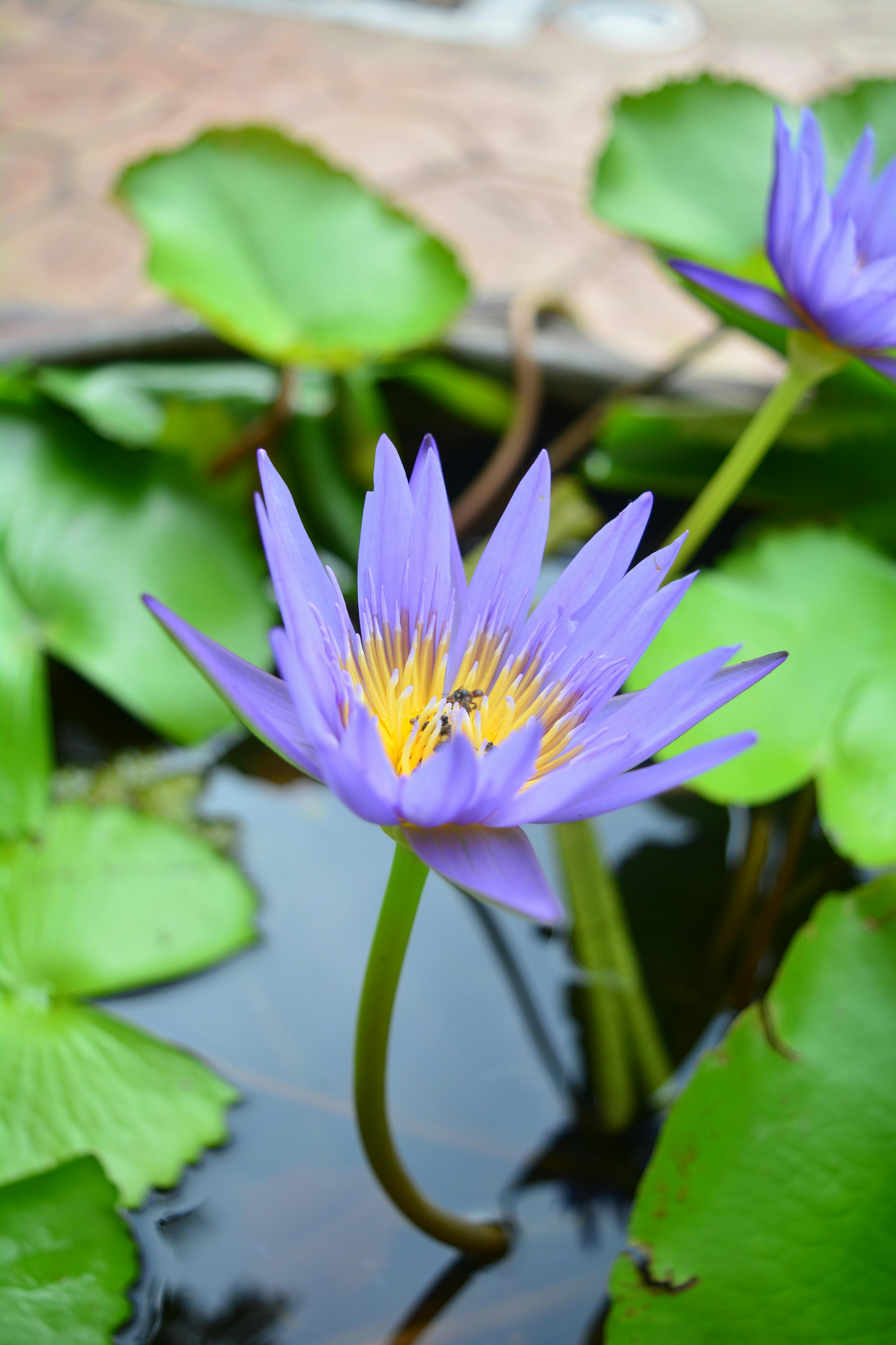 Paling Bagus 19 Gambar Bunga  Lotus Biru  Gambar Bunga  HD