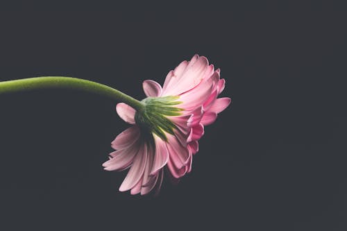 Kostnadsfri bild av bakgrundsbilder mac, blomma, blommor