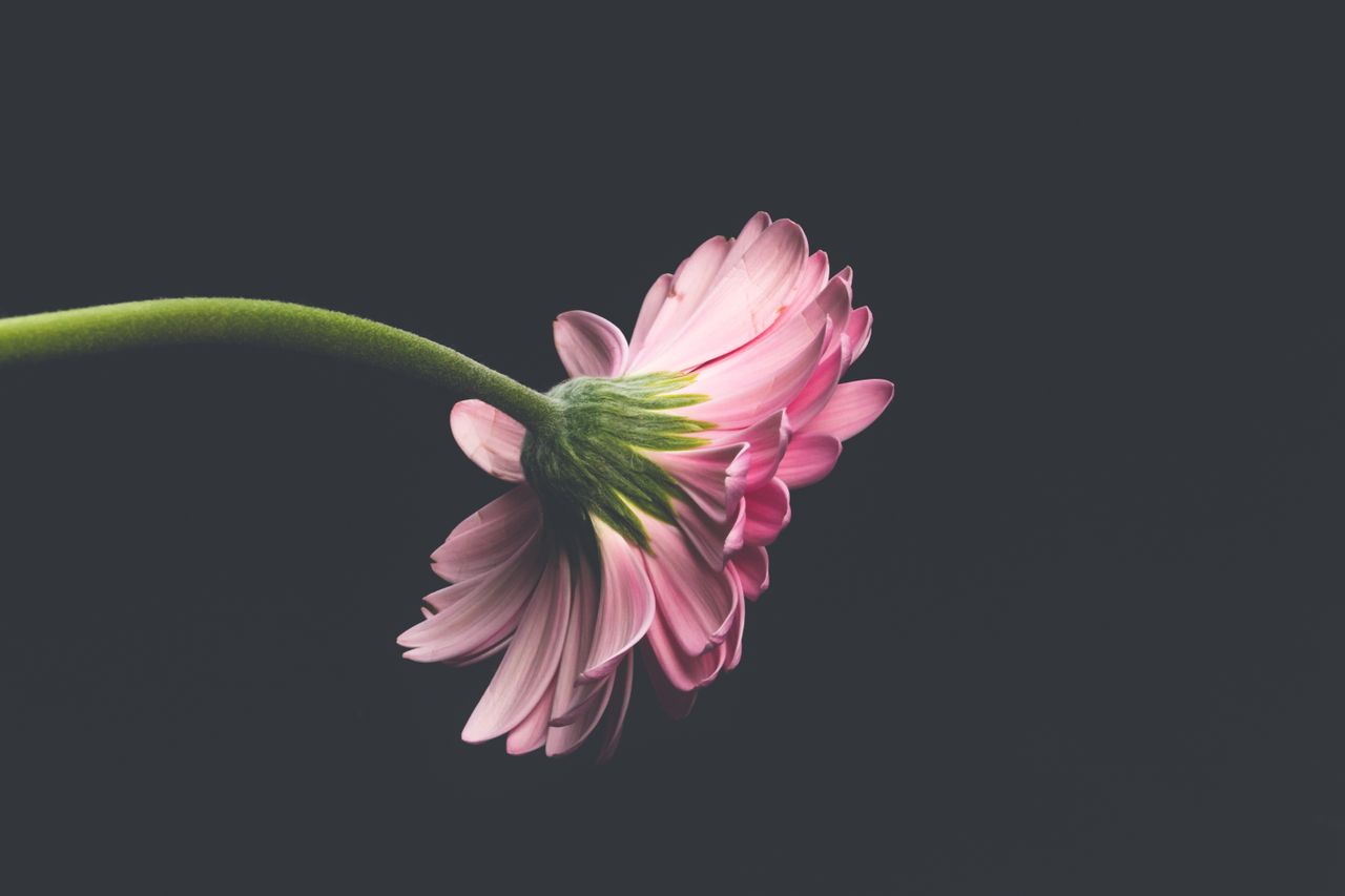 close up of a pink gerbera flower captured from the side against a dar
