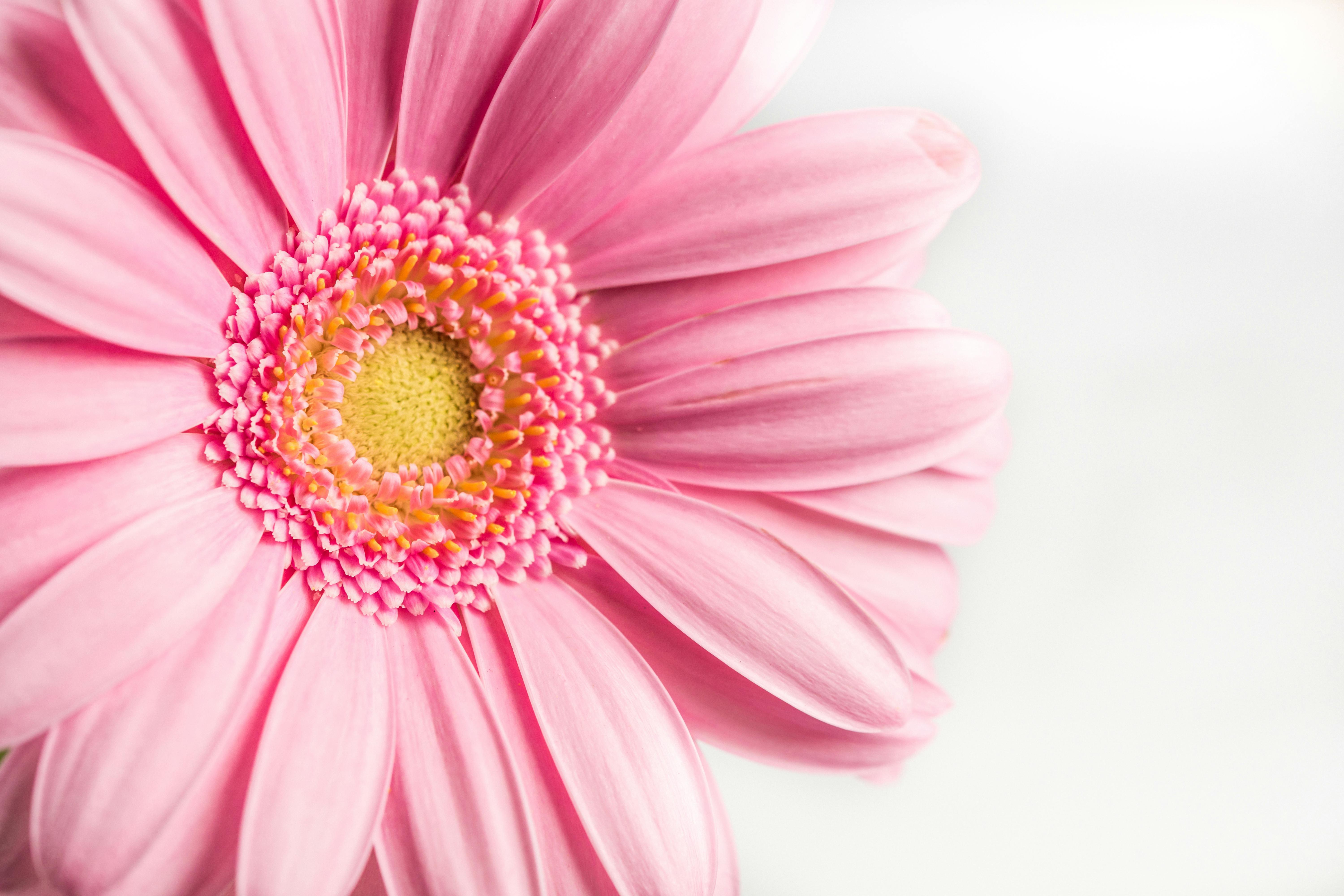 ピンクの花 無料の写真素材