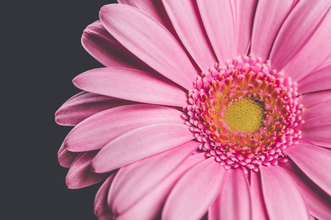 Pink Flower