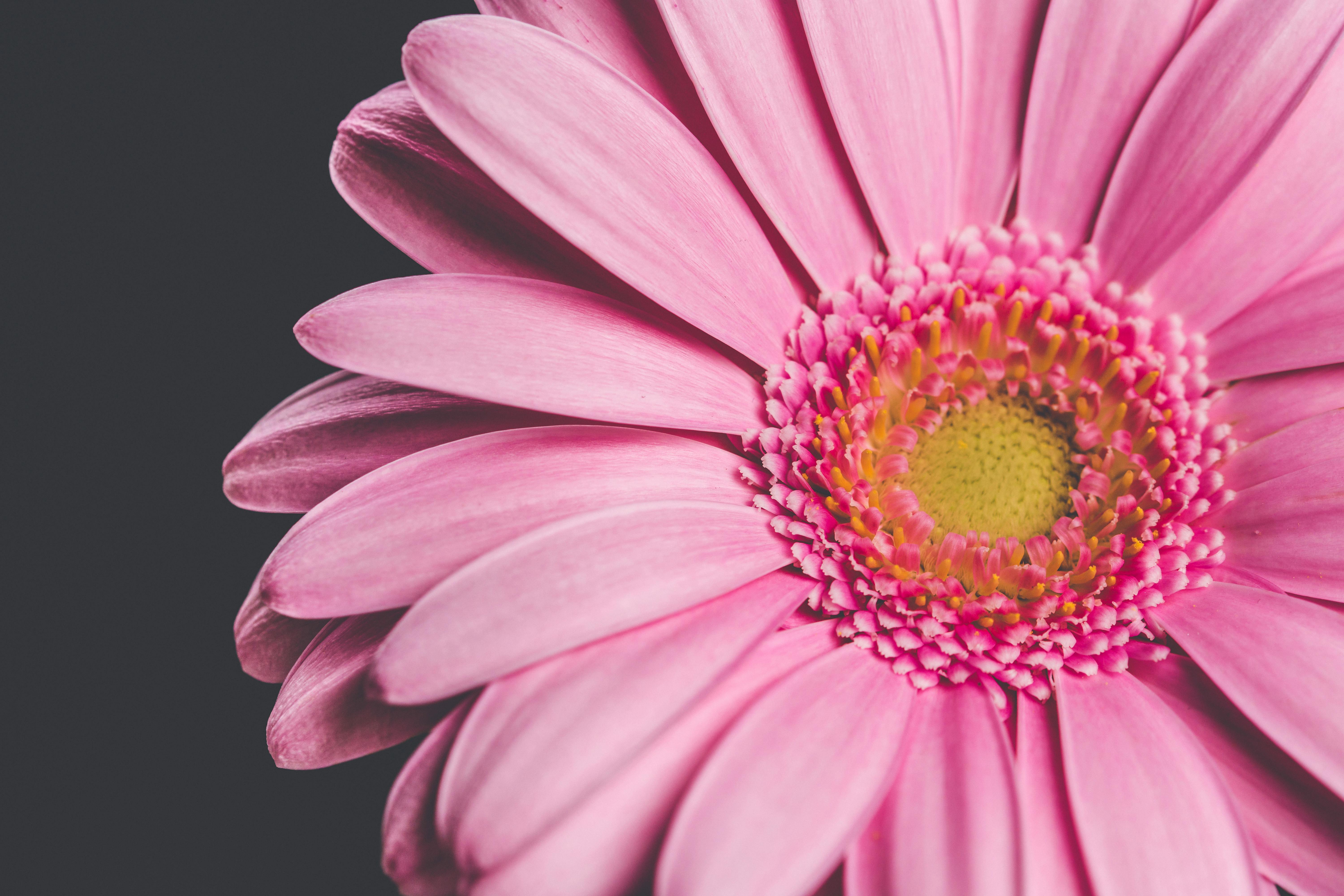 pink daisies background