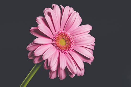 Close-Up Photo of Pink Flower