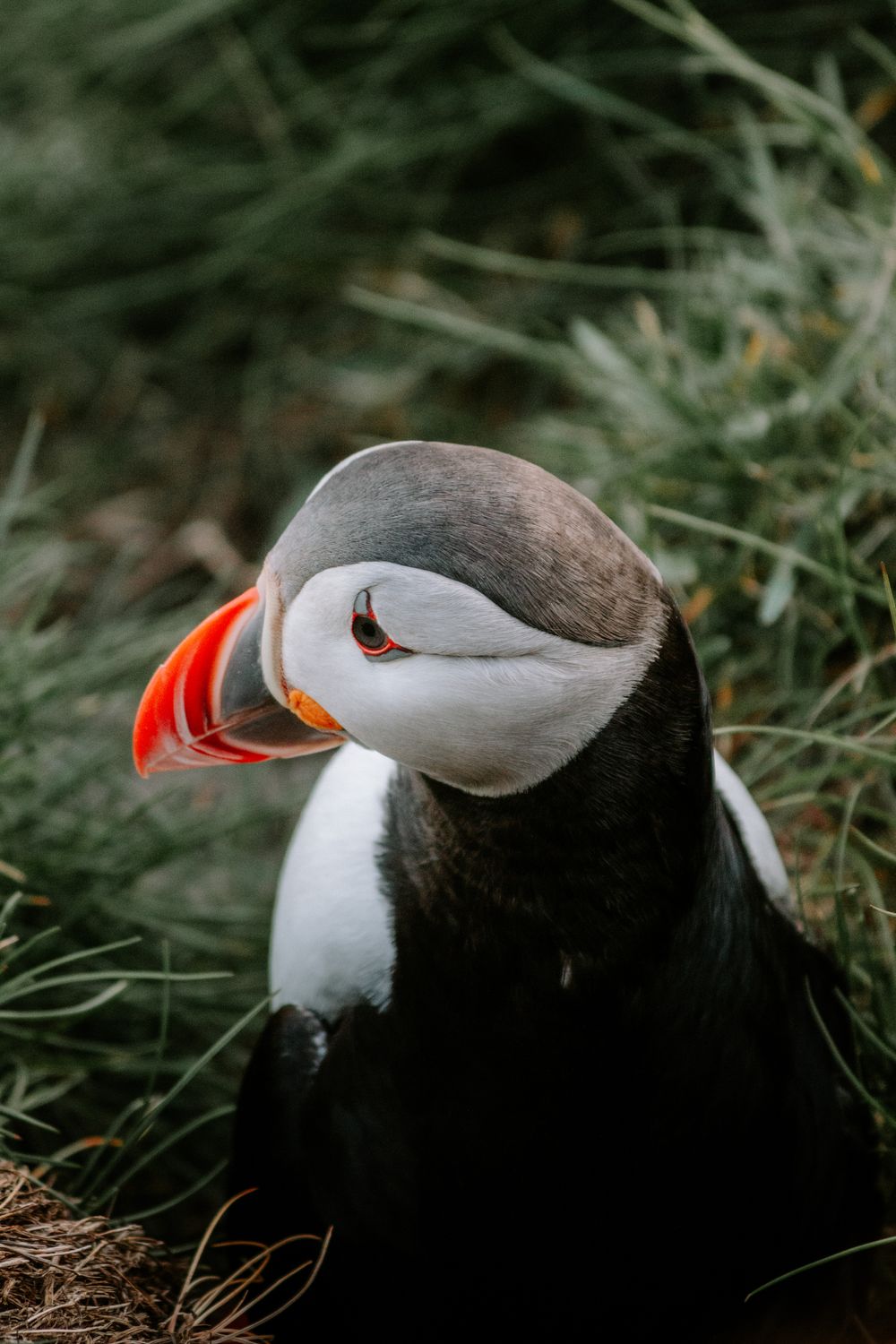 Atlantic Puffin Bird · Free Stock Photo