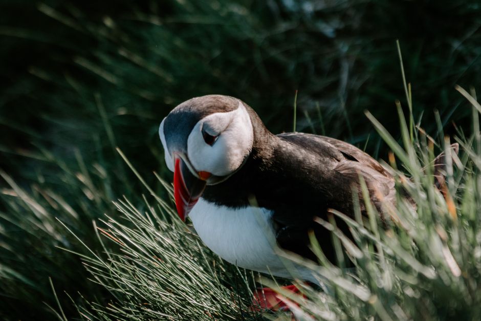 Skomer Island puffin colony Wales