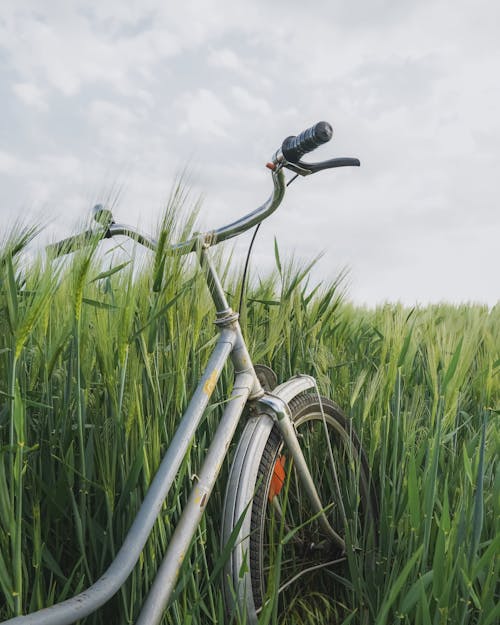 バイク, 垂直, 緑の風景の無料の写真素材