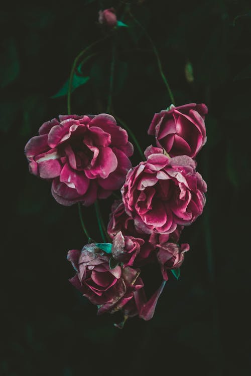 무료 핑크 아름다운 꽃 스톡 사진