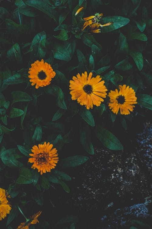 微生物如何在極端高溫中重塑RNA?以色列科學家發現揭示生命適應極限與2025生物科技革命 微生物如何在極端高溫中重塑RNA?以色列科學家發現揭示生命適應極限與2025生物科技革命