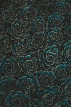 这是一张深绿色多肉植物的特写，花瓣层次分明，非常适合自然和植物主题