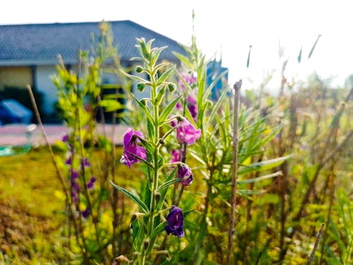 คลังภาพถ่ายฟรี ของ lavander, ดอกไม้, ดอกไม้สวย