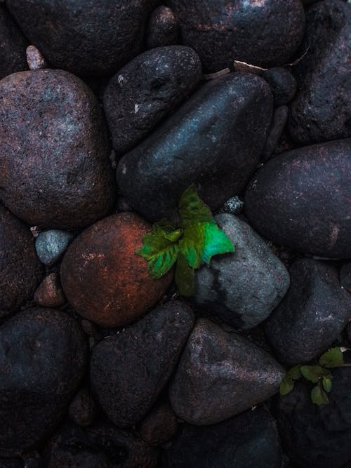 アドービ, 濃い緑の葉, 濃い緑色の無料の写真素材