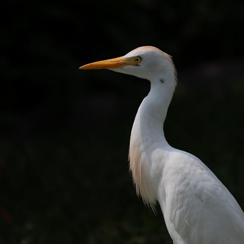 Безкоштовне стокове фото на тему «ibis, біла чапля, вид збоку»