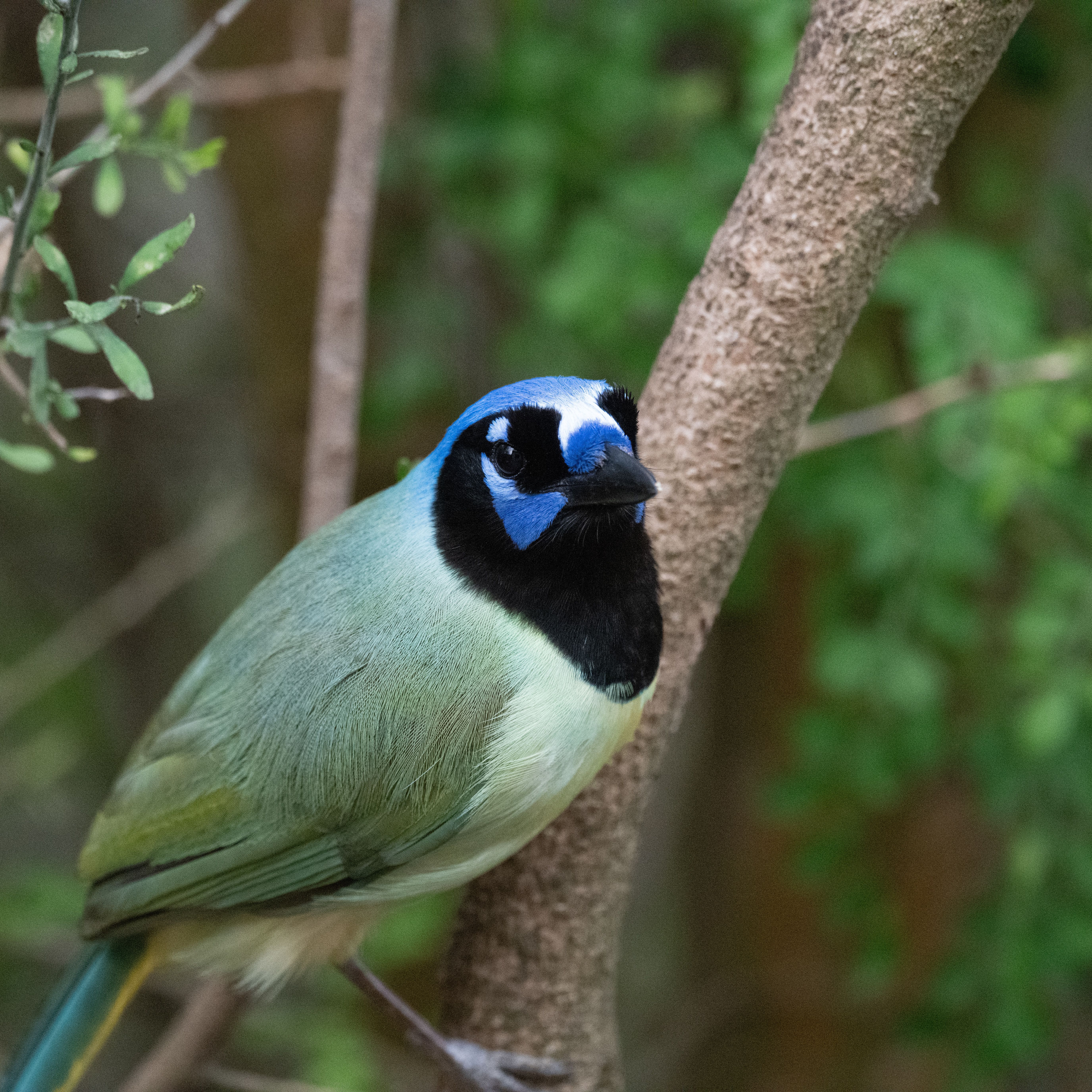 Green Jay Bird · Free Stock Photo