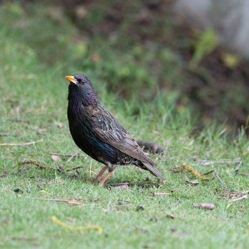 Free Detailed image of a common starling on grass showcasing its vibrant plumage. Stock Photo