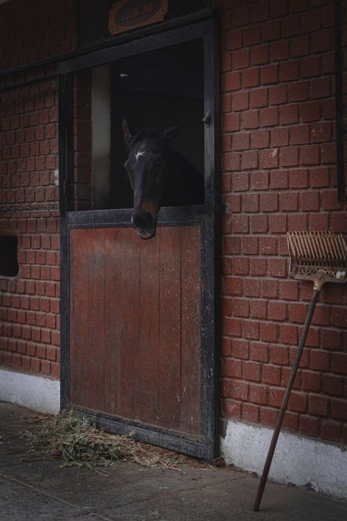 Free A horse peeks out from its stable in a rural area of Lima, Callao, Perú. Stock Photo