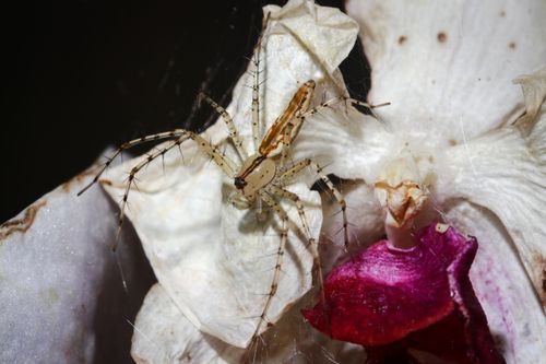 Free Close-up of a lynx spider on a white orchid flower showcasing its delicate web. Stock Photo