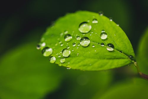 Close-up Photo of Leaf With Dewdrops