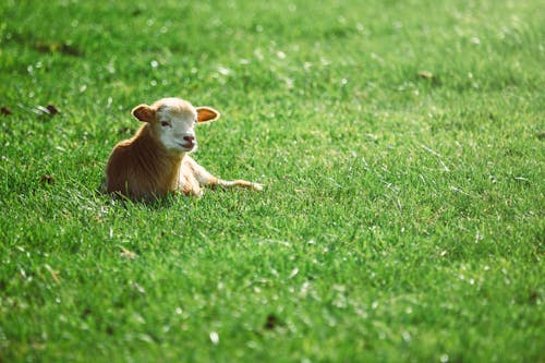 Foto Van Vee Dat Op Gras Ligt