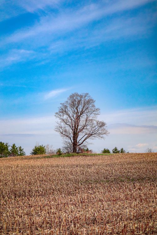 A Rural Tree Single Tree on Rural Field · Free Stock Photo