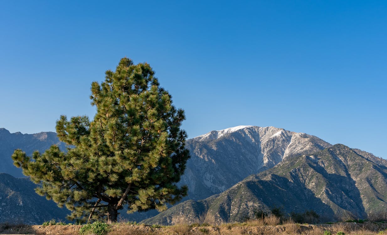 Mt San Antonio