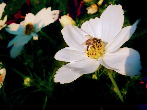 Бесплатное стоковое фото с Пчела, цветущие цветы