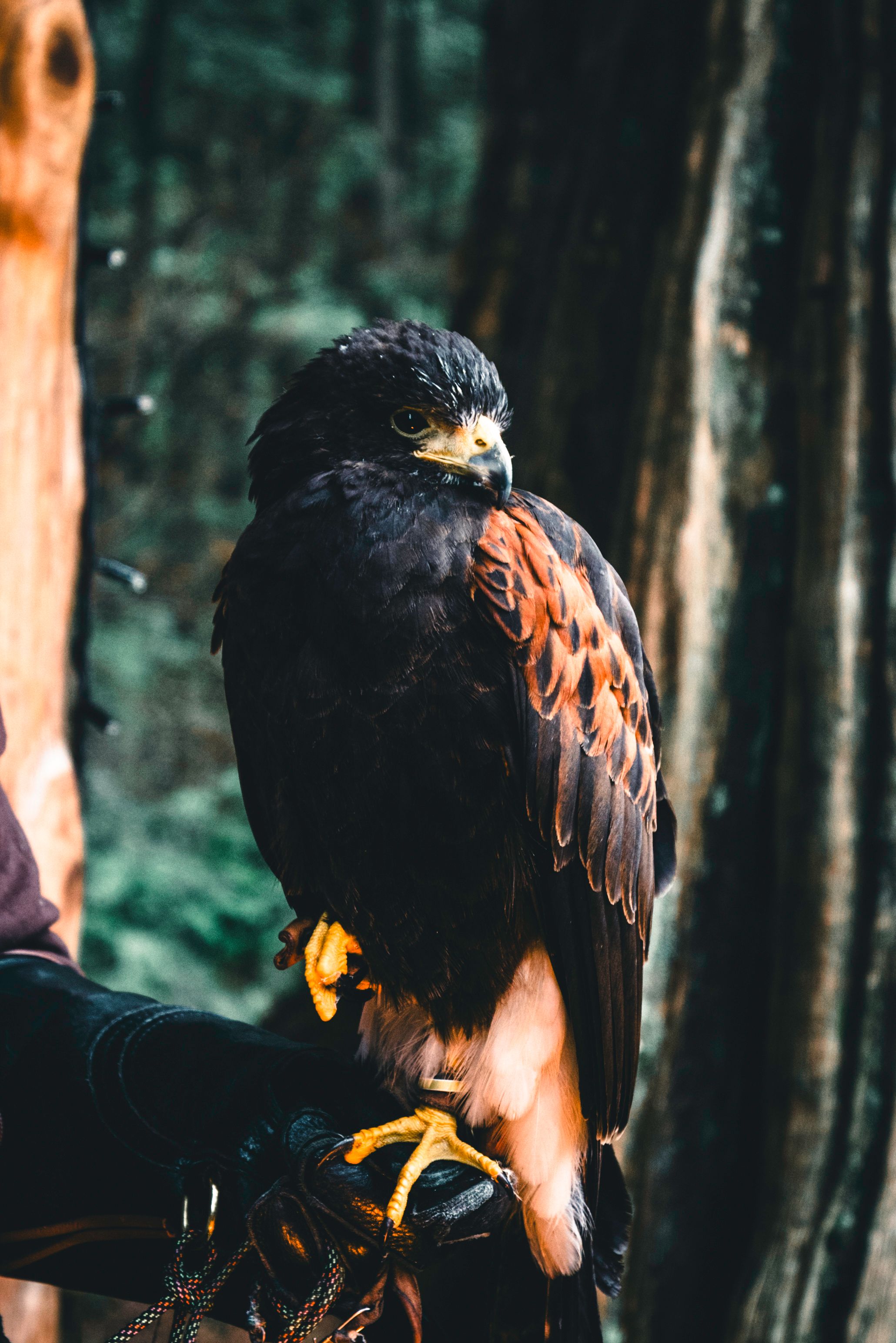 A striking image of a Harris's Hawk perched in a lush Vancouver forest, showcasing its rich plumage.