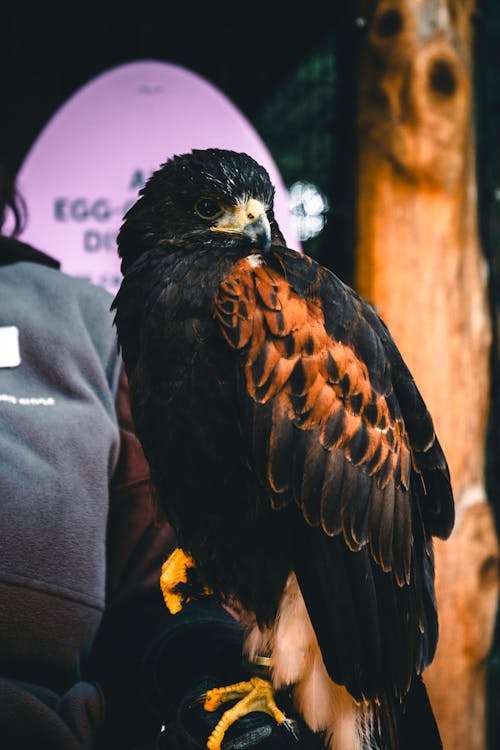 Foto d'estoc gratuïta de a l'aire lliure, acampant, àguila