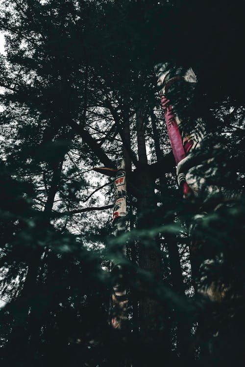 Foto d'estoc gratuïta de a l'aire lliure, acampant, adult