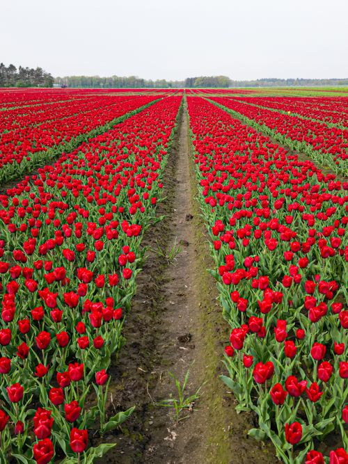 Free A mesmerizing view of a red tulip field in full bloom, showcasing nature's beauty in spring. Stock Photo