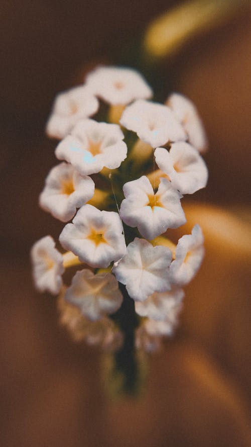 宏觀照片, 白花, 美麗的花朵 的 免費圖庫相片