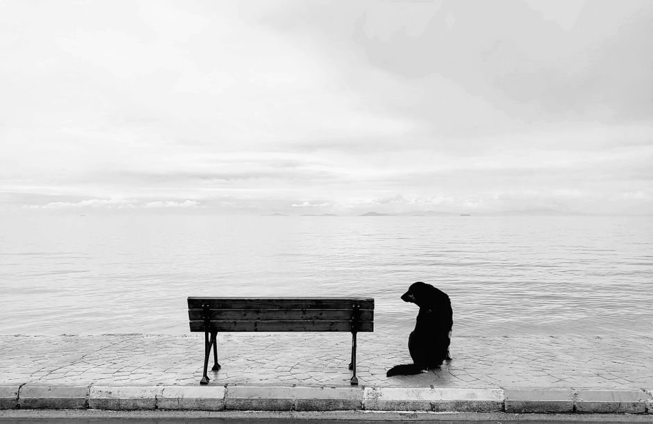 A solitary dog sits beside an empty bench by the sea, captured in black and white.