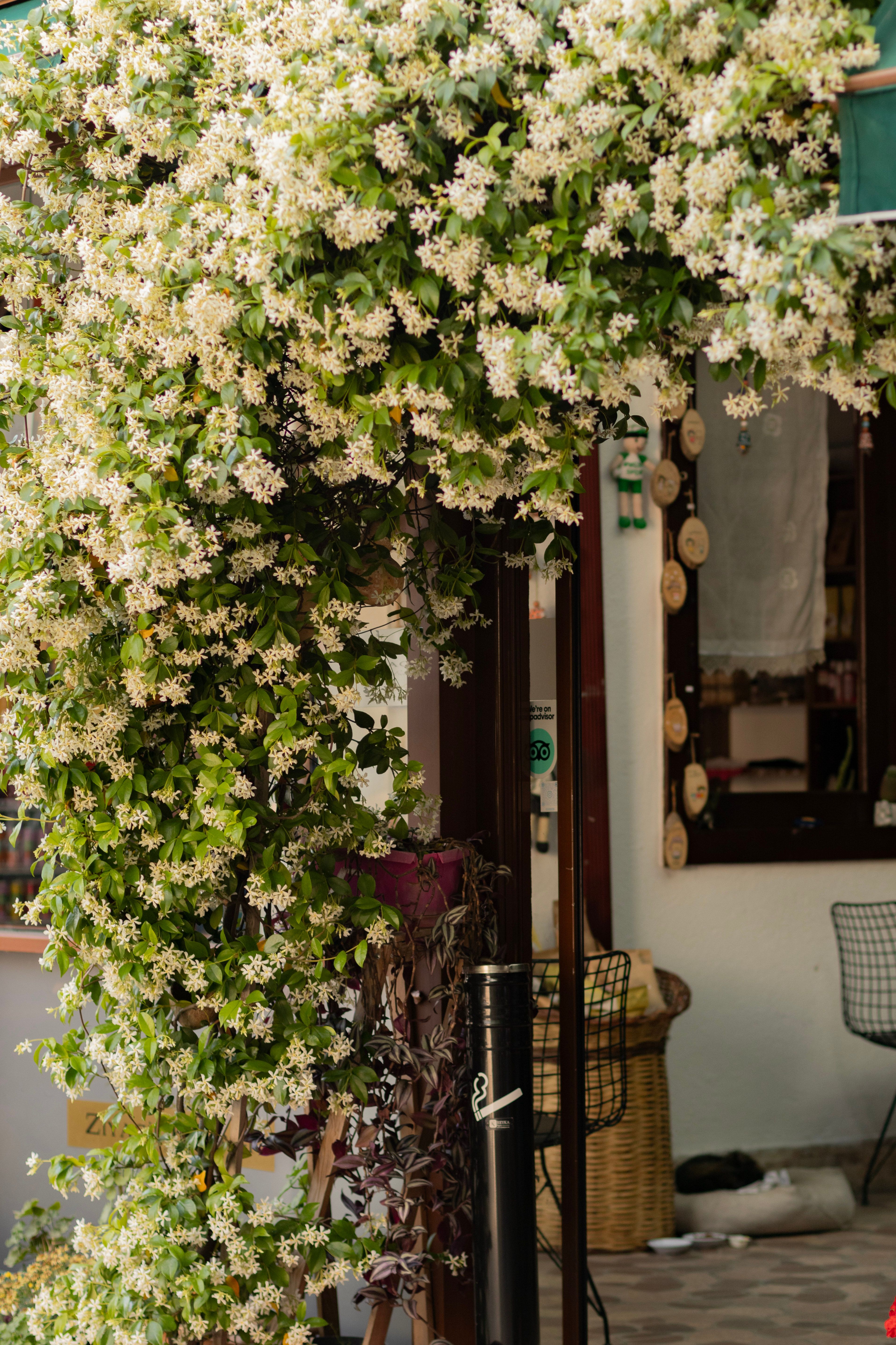 white lattice panel covered in green vines on a small backyard patio for privacy