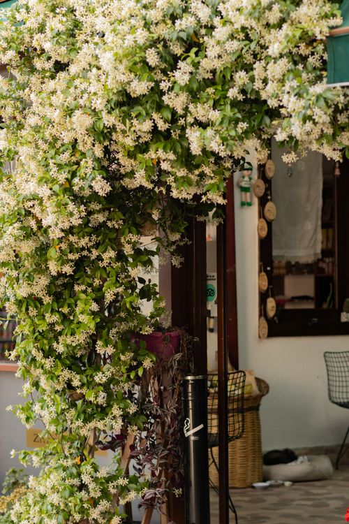 Free Lush jasmine vine cascading over an inviting outdoor patio area, exuding tranquility and natural beauty. Stock Photo