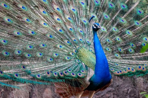 Free Close-up of a peacock displaying its vibrant tail feathers in full glory. Stock Photo