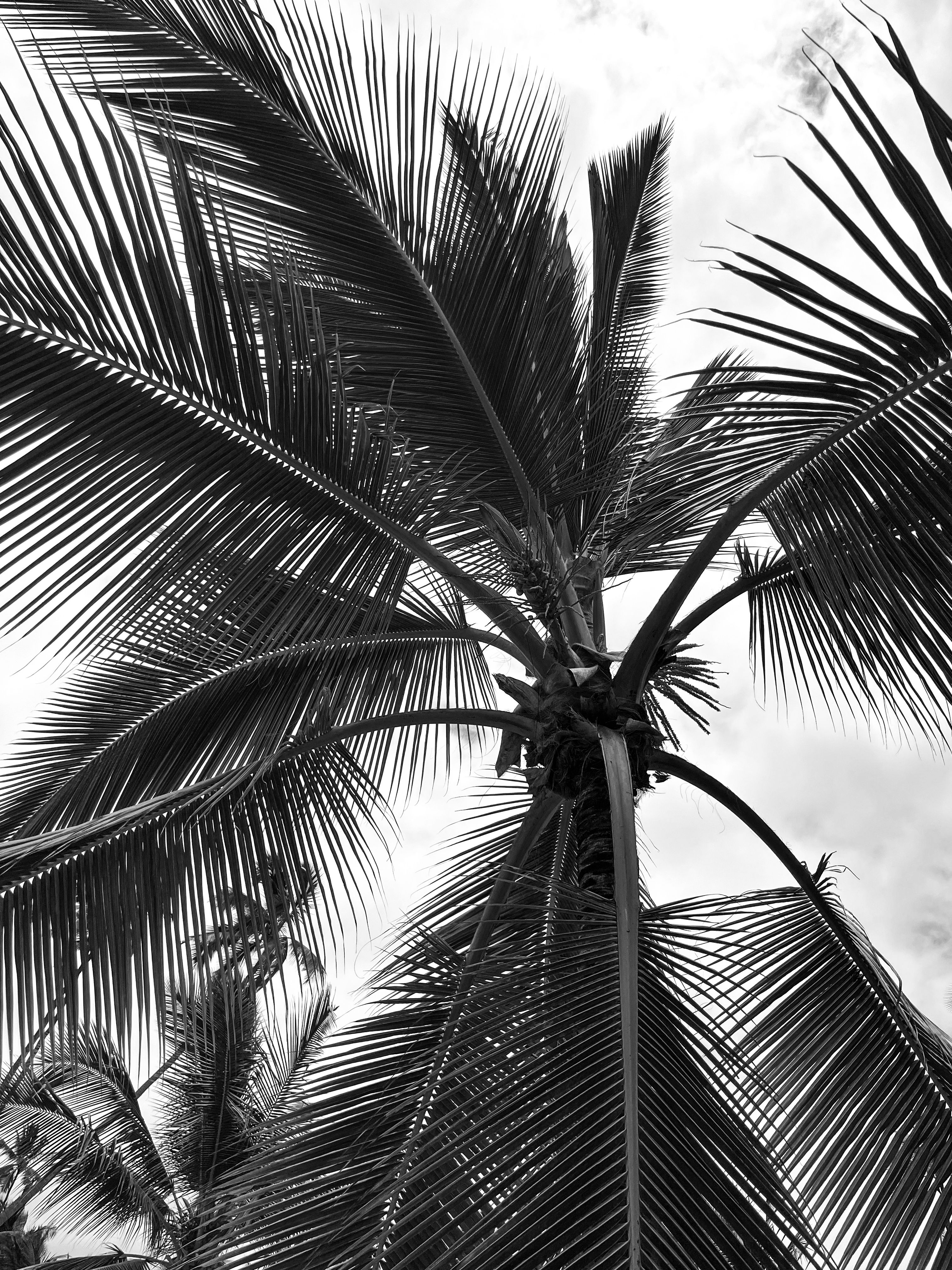 Palm Tree in Black and White · Free Stock Photo