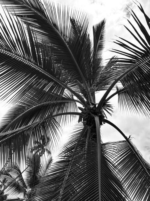 Free Monochrome image of palm tree leaves captured from below with a tropical and exotic feel. Stock Photo