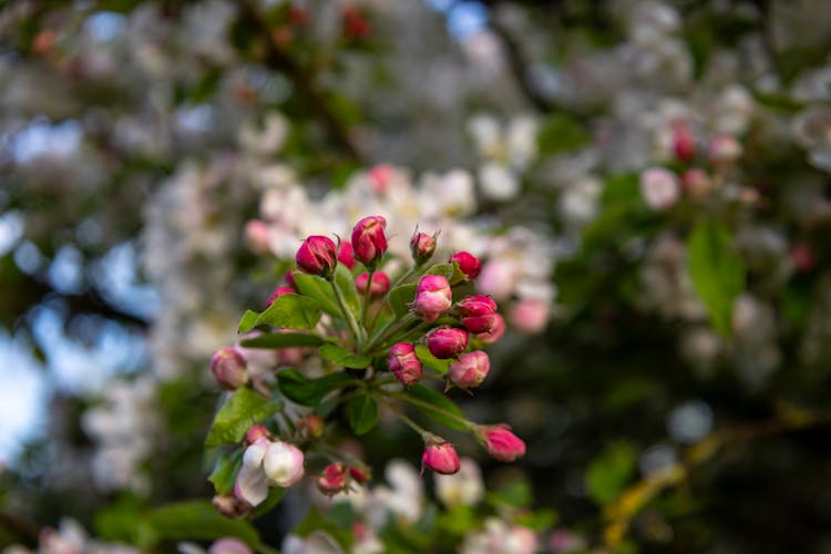 Red And White Blossoms On Branch