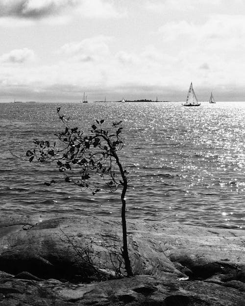 A lone tree on the shore of a body of water